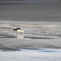 Radjah radjah at Maroochydore, QLD - 21 Jan 2022