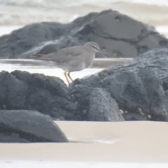 Tringa incana (Wandering Tattler) at Skennars Head, NSW - 25 Jan 2022 by Liam.m