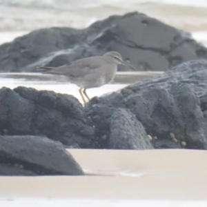 Tringa incana at Skennars Head, NSW - 26 Jan 2022