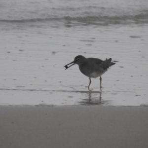 Tringa incana at Skennars Head, NSW - 26 Jan 2022