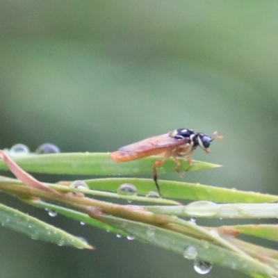 Pergagrapta sp. (genus) (A sawfly) at Goulburn Wetlands - 29 Jan 2022 by Rixon