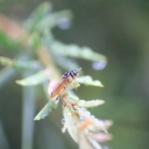 Pergagrapta sp. (genus) at Goulburn, NSW - 29 Jan 2022 08:08 PM