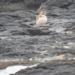 Charadrius leschenaultii (Greater Sand-Plover) at Skennars Head, NSW - 25 Jan 2022 by Liam.m