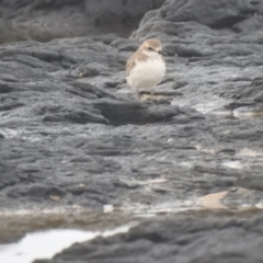 Anarhynchus leschenaultii (Greater Sand-Plover) at Skennars Head, NSW - 25 Jan 2022 by Liam.m