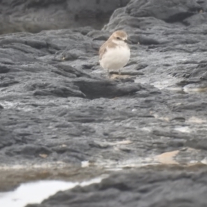 Charadrius leschenaultii at Skennars Head, NSW - 26 Jan 2022