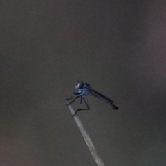 Cerdistus sp. (genus) (Yellow Slender Robber Fly) at West Goulburn Bushland Reserve - 29 Jan 2022 by Rixon
