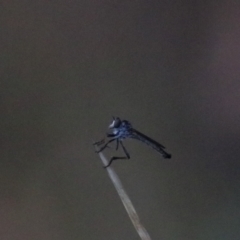 Cerdistus sp. (genus) (Slender Robber Fly) at West Goulburn Bushland Reserve - 29 Jan 2022 by Rixon