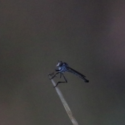 Cerdistus sp. (genus) (Slender Robber Fly) at Goulburn, NSW - 29 Jan 2022 by Rixon