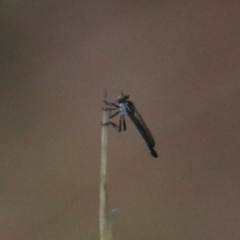 Cerdistus sp. (genus) at Goulburn, NSW - 29 Jan 2022 06:25 PM