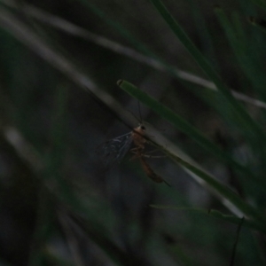 Netelia sp. (genus) at Goulburn, NSW - 29 Jan 2022 06:27 PM