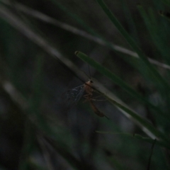 Netelia sp. (genus) (An Ichneumon wasp) at Goulburn, NSW - 29 Jan 2022 by Rixon