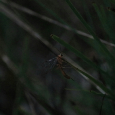 Netelia sp. (genus) (An Ichneumon wasp) at West Goulburn Bushland Reserve - 29 Jan 2022 by Rixon