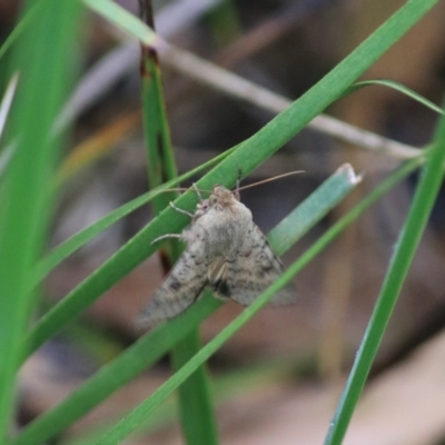 Helicoverpa (genus) (A bollworm) at Goulburn, NSW - 29 Jan 2022 by Rixon