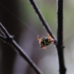 Austracantha minax (Christmas Spider, Jewel Spider) at West Goulburn Bushland Reserve - 29 Jan 2022 by Rixon