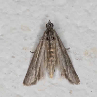 Meyrickiella homosema (Grey Snout Moth) at Melba, ACT - 10 Nov 2021 by kasiaaus