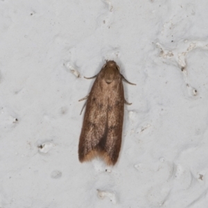 Tachystola acroxantha at Melba, ACT - 10 Nov 2021