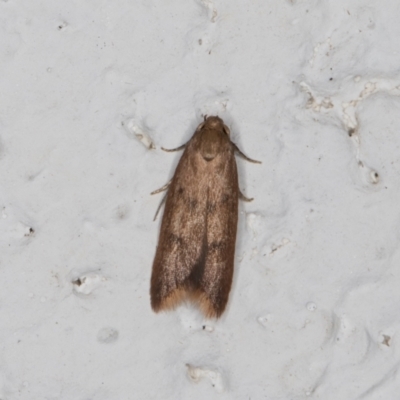 Tachystola acroxantha (A Concealer moth) at Melba, ACT - 10 Nov 2021 by kasiaaus