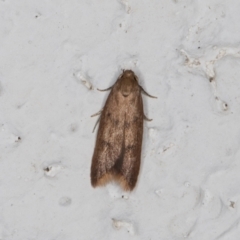 Tachystola acroxantha (A Concealer moth) at Melba, ACT - 9 Nov 2021 by kasiaaus