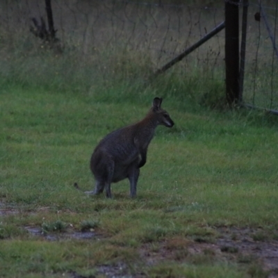 Notamacropus rufogriseus (Red-necked Wallaby) at Goulburn, NSW - 29 Jan 2022 by Rixon