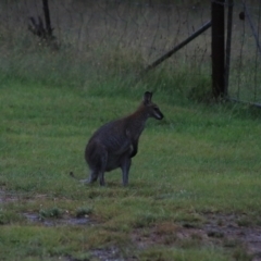 Notamacropus rufogriseus (Red-necked Wallaby) at Goulburn, NSW - 29 Jan 2022 by Rixon