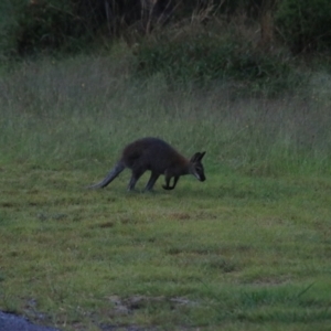 Notamacropus rufogriseus at Goulburn, NSW - 29 Jan 2022 06:24 PM