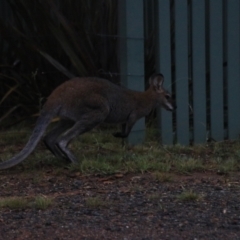 Notamacropus rufogriseus at Goulburn, NSW - 29 Jan 2022 06:24 PM