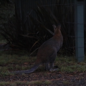 Notamacropus rufogriseus at Goulburn, NSW - 29 Jan 2022