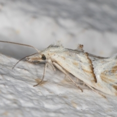 Heliocosma argyroleuca (A tortrix or leafroller moth) at Melba, ACT - 10 Nov 2021 by kasiaaus