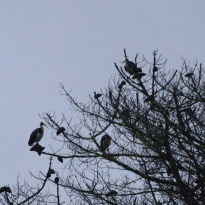 Threskiornis spinicollis (Straw-necked Ibis) at Goulburn Golf Club - 29 Jan 2022 by Rixon