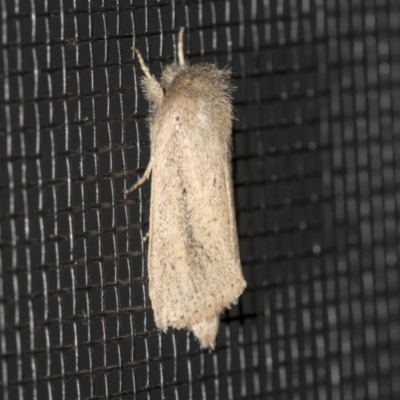 Bathytricha truncata (Sugarcane Stem Borer, Maned Moth) at Higgins, ACT - 29 Jan 2022 by AlisonMilton