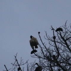 Threskiornis molucca (Australian White Ibis) at Goulburn Golf Club - 29 Jan 2022 by Rixon