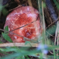 Russula sp. (genus) (Russula) at West Goulburn Bushland Reserve - 29 Jan 2022 by Rixon