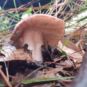 Russula sp. (genus) at Goulburn, NSW - 29 Jan 2022 06:10 PM