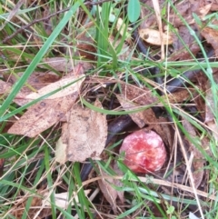 Russula sp. at Goulburn, NSW - 29 Jan 2022