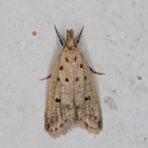 Atheropla decaspila at Melba, ACT - 10 Nov 2021 11:08 PM