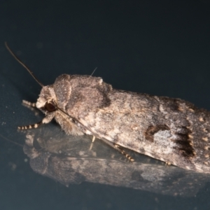 Thoracolopha verecunda at Melba, ACT - 10 Nov 2021