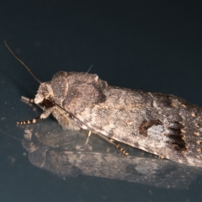 Thoracolopha verecunda (A Noctuid moth (Acronictinae)) at Melba, ACT - 10 Nov 2021 by kasiaaus