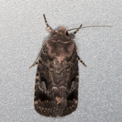 Thoracolopha verecunda at Melba, ACT - 10 Nov 2021 11:09 PM