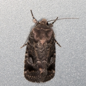 Thoracolopha verecunda at Melba, ACT - 10 Nov 2021 11:09 PM