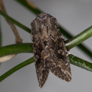 Dasygaster padockina at Melba, ACT - 10 Nov 2021