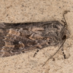 Dasygaster padockina at Melba, ACT - 10 Nov 2021