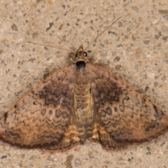 Chrysolarentia mecynata (Mecynata Carpet Moth) at Melba, ACT - 10 Nov 2021 by kasiaaus