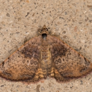 Chrysolarentia mecynata at Melba, ACT - 10 Nov 2021