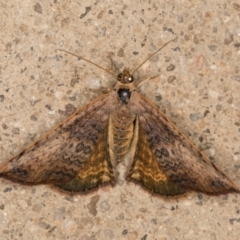 Chrysolarentia mecynata at Melba, ACT - 10 Nov 2021