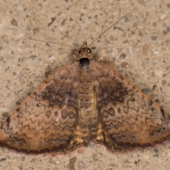 Chrysolarentia mecynata at Melba, ACT - 10 Nov 2021