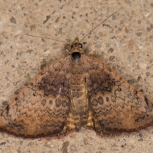 Chrysolarentia mecynata at Melba, ACT - 10 Nov 2021 11:13 PM