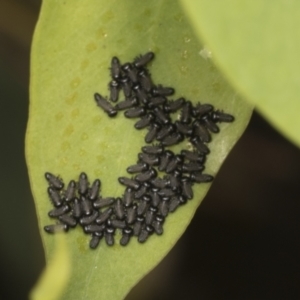 Paropsisterna cloelia at Hawker, ACT - 26 Jan 2022 01:42 PM