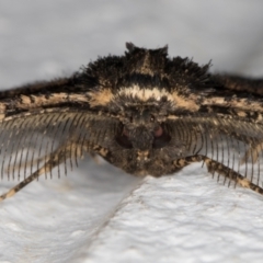 Pholodes sinistraria (Sinister or Frilled Bark Moth) at Melba, ACT - 10 Nov 2021 by kasiaaus