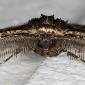 Pholodes sinistraria at Melba, ACT - 10 Nov 2021 11:17 PM