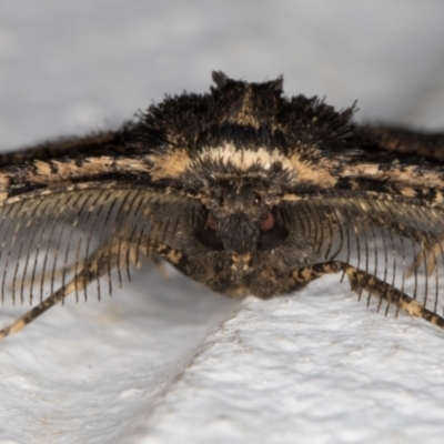 Pholodes sinistraria (Sinister or Frilled Bark Moth) at Melba, ACT - 10 Nov 2021 by kasiaaus